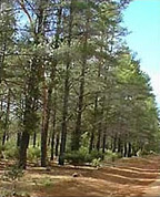 Dryandra State Forest