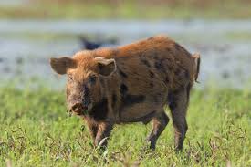 Feral Pig Management Workshop