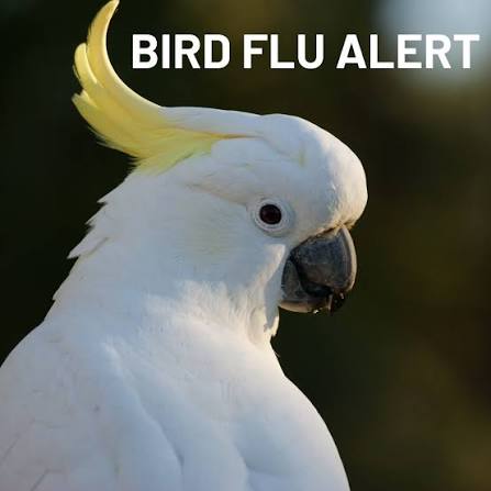 Public Notice - Bird Flu